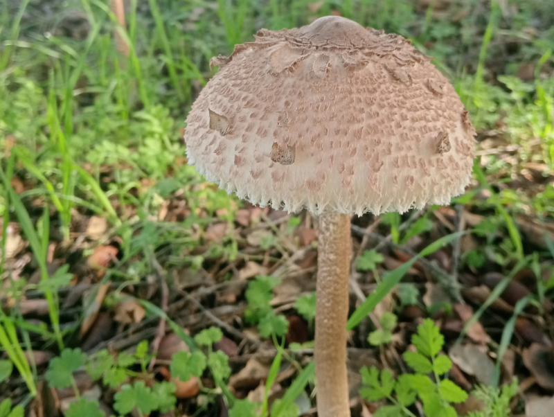 Micologia